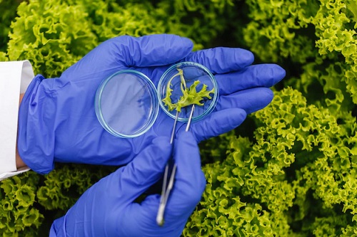 Biotechnology thường nghiên cứu các sản phẩm công nghệ sinh học